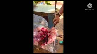 Cutting Indo-Pacific Sailfish | 47000 Rs Huge Fish