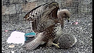 Igel und Mäusebussard