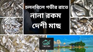 চলনবিলে গভীর রাতে |  নানা রকম দেশী মাছ | The Fish of Chalanbeel || The Fish