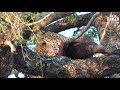 Warthog Provides A Leopard With Meals For A Few Days