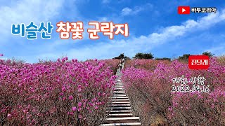 비슬산 참꽃 군락지 | 진달래,이번주 놓치지 마세요 | 개화 상황 | 대견사 | 비슬산 자연휴양림