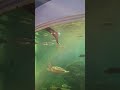 FIRST TIME GO TO AQUARIUM & MUZIUM | #shortvideo #nature #shortsfeed #shorts #turtle #eel