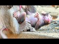 So adorable movement of little baby monkey Sippo when she getting full milk from mom Sippey.