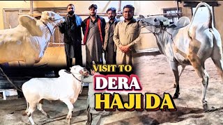 Crown Price ki mastian | Dera haji da na dhani breed ka shoq kra dea