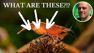 Do Red Cherry Shrimps Lay Eggs?