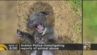 Video Shows Alleged Abuse Of Puppy In Avalon Borough, Humane Investigators Remove Animal From Home