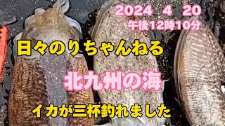 【日々のりちゃんねる】北九州の海　イカが釣れました　2024   4  20   午後12時10分