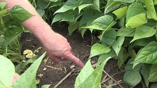 Soil School: A simple approach to healthier soils