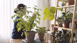 My own way to be diligent and productive at home / caring for lovely plants 🌿