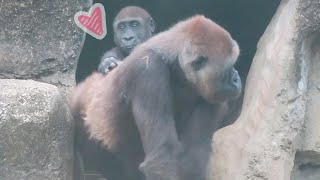 小金剛Jabali最近都會學爸爸媽媽👶🏻🦍💕Recently little gorilla Jabali learned something from his parents