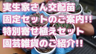 【多肉植物】実生家さん交配苗固定セットのご案内!!特別寄せ植えセット園芸雑貨のご紹介!!【succulent】トロピカルガーデン