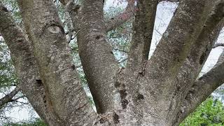 Keaki - entire tree - May 2022