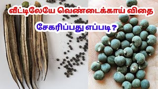 வெண்டைக்காய் விதை சேகரித்து பராமரிப்பது எப்படி? // Mithu Fashions