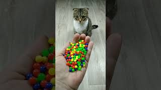 Cat Marbles Satisfying Reverse Video ASMR