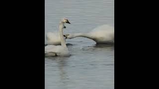 Swan bites another swan　白鳥が嚙みついた