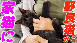 【野良猫から家猫へ】実家で保護した黒猫の子猫に会いに行きました…♡[黒猫のテテ]