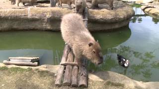 カピバラ　（とくしま動物園篇）さあランチタイムですよ