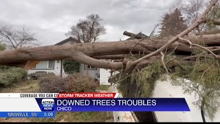Crews remove 80 foot cypress tree in Chico after part of it falls onto two vehicles in front of
