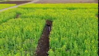 【Drone】飯山菜の花まつり【空撮】ドローン初心者