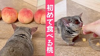 生まれてはじめ食べる桃の味は！？【ショウガラゴのピザトル】