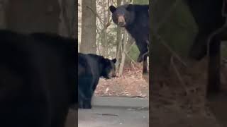 The bears are out in Avon, How to stay safe while enjoying the view