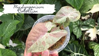 My Syngonium Collection 2020 | Sam's Greenhouse