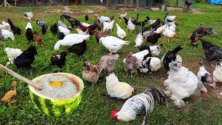 Tips You've Never Seen Before to Boost Chickens Health - Natural Chicken Feed and Medicine Carbonate