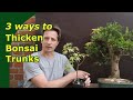 Thicken trunks for bonsai. 3 Ways to grown trunks out.