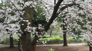 杉並のんびり散歩　妙正寺公園の桜　2020/3/28 25