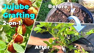 How to graft two varieties of Jujube on one tree | Bair ki grafting