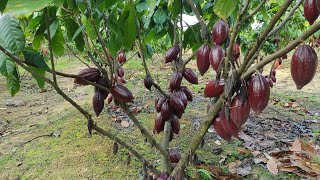 VEJA AS TRÊS MELHORES QUALIDADE DE CACAU PARA PLANTAR!! DICAS IMPORTANTE NA HORA DA ESCOLHA.