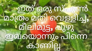 എല്ലാ കീട ബാധകളും എളുപ്പത്തിൽ മാറ്റാം ഇത് ഒരു സ്പൂൺ മതി || @urbanroots9