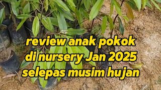 stok anak durian yg dijual di nursery kami Januari 2024