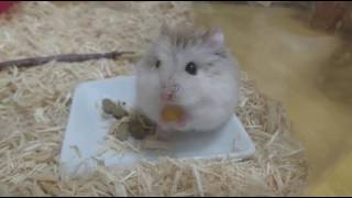 【hamster】ロボロフスキーハムスターのお食事💕