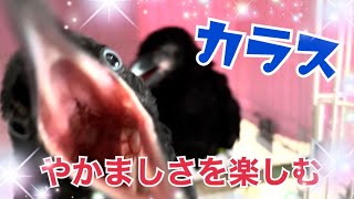 元気な子ガラスのやかましさをお楽しみください♪保護47日目カラス三兄弟2022/7/30撮影KUPPI the Crow