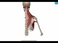 機能解剖学　肩甲骨の下制　僧帽筋