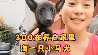 300在养户家里 订了一只小马犬 今天来拿  给粉丝朋友发货【天哥萌宠】