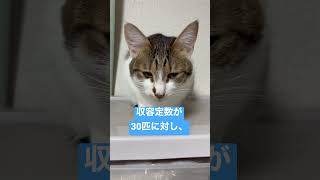 【ネコの多頭飼育崩壊】熊本市が猫を処分せざるを得ない状況を何とかしたい#shorts