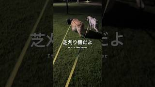 迷子かな？大丈夫？　ゴールデンレトリバー　ボクサー犬