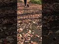 落ち葉の上を歩く黒パグ a black pug walking on fallen leaves