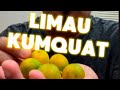 Limau Kumquat