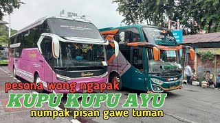 pesona wong ngapak KUPU KUPU AYU numpak pisan gawe tuman