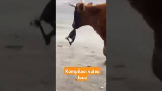 Kompilasi video lucu