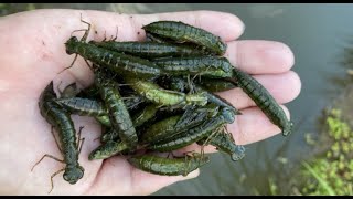 山奥の水たまりで水生昆虫を大量捕獲