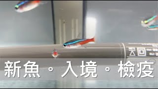 買了新的魚回來該如何檢疫？檢疫過程簡單分享！(對水在資訊欄)