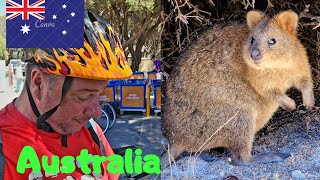 Quokka, cel mai fericit animal din Lume! Unicul loc unde poate fi întâlnit!