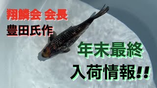 【今年最後】翔鱗会会長豊田氏作の金魚が入荷！