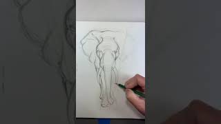 African Elephant drawing