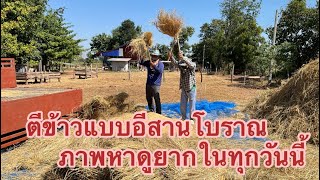 มาดูการตีข้าวหรือฟาดข้าวแบบโบราณอีสาน เป็นภาพที่หาดูยากในทุกวันนี้