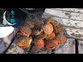 生き物こぼれ話・天草編（５１）　ヒオウギガイ 　mimachlamys nobilis　noble scallop